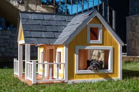 A Yorkshire terrier in a yellow dog house