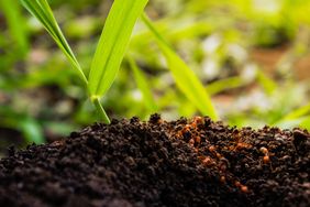 A green plant sprout growing in dark soil under natural light