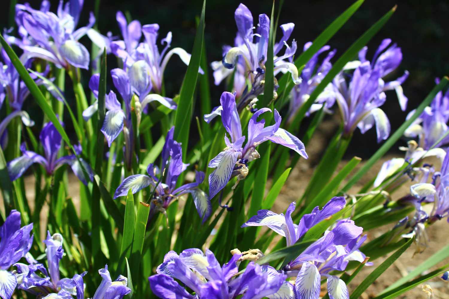 Blooming iris flowers with green foliage