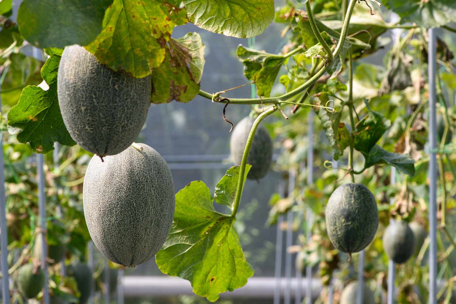 Cantaloupe hanging on a vine in a garden