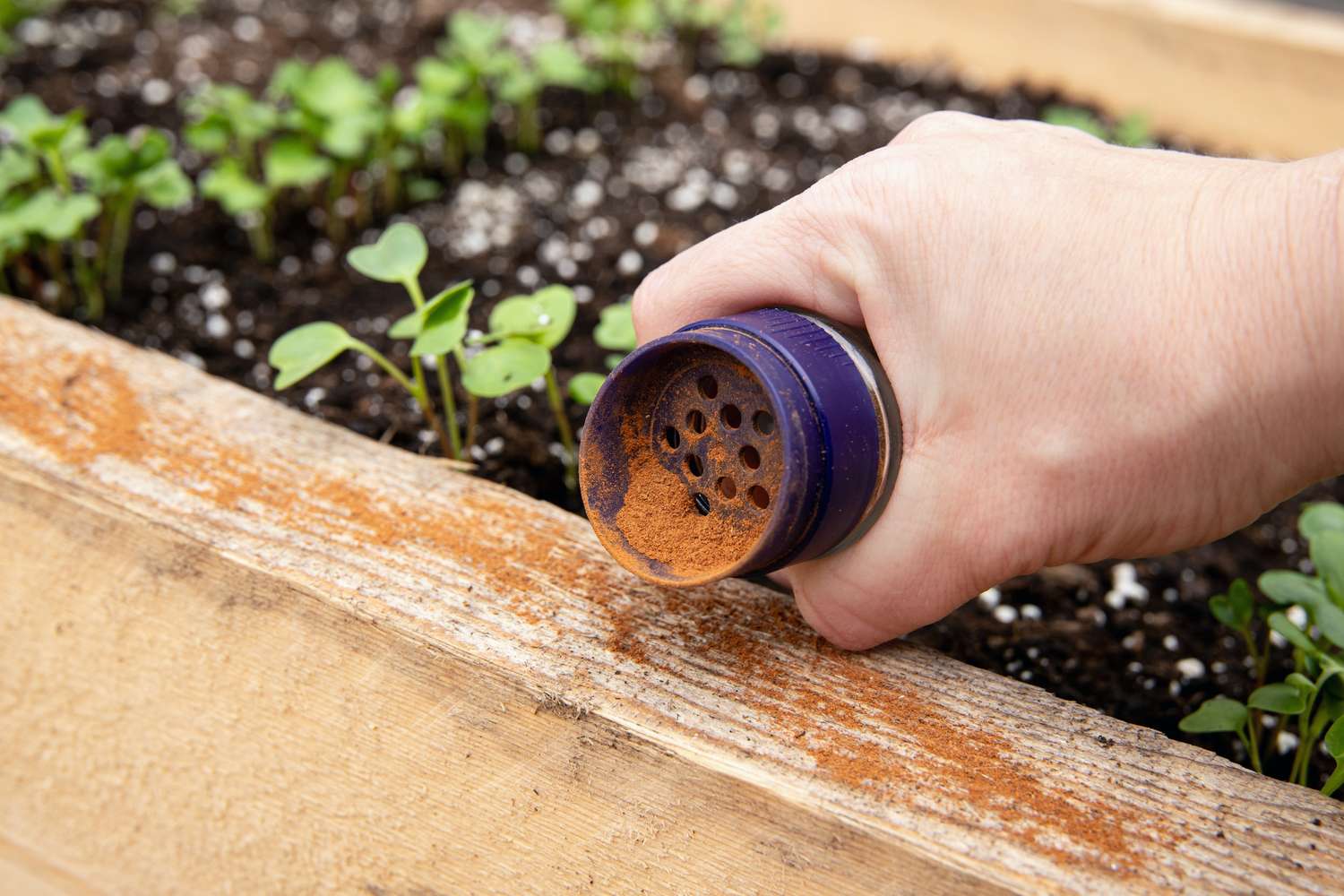 A hand applying powder from a container to plants in a garden bed, small seedlings visible