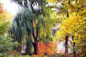 Willow, red maple, oak tree 