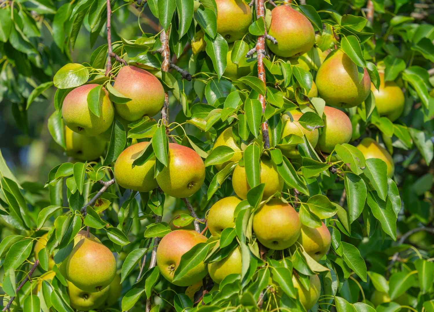 Pears growing on a tree branch surrounded by leaves