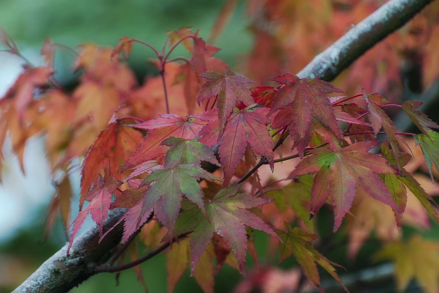 The red leaves of the Japanese maple