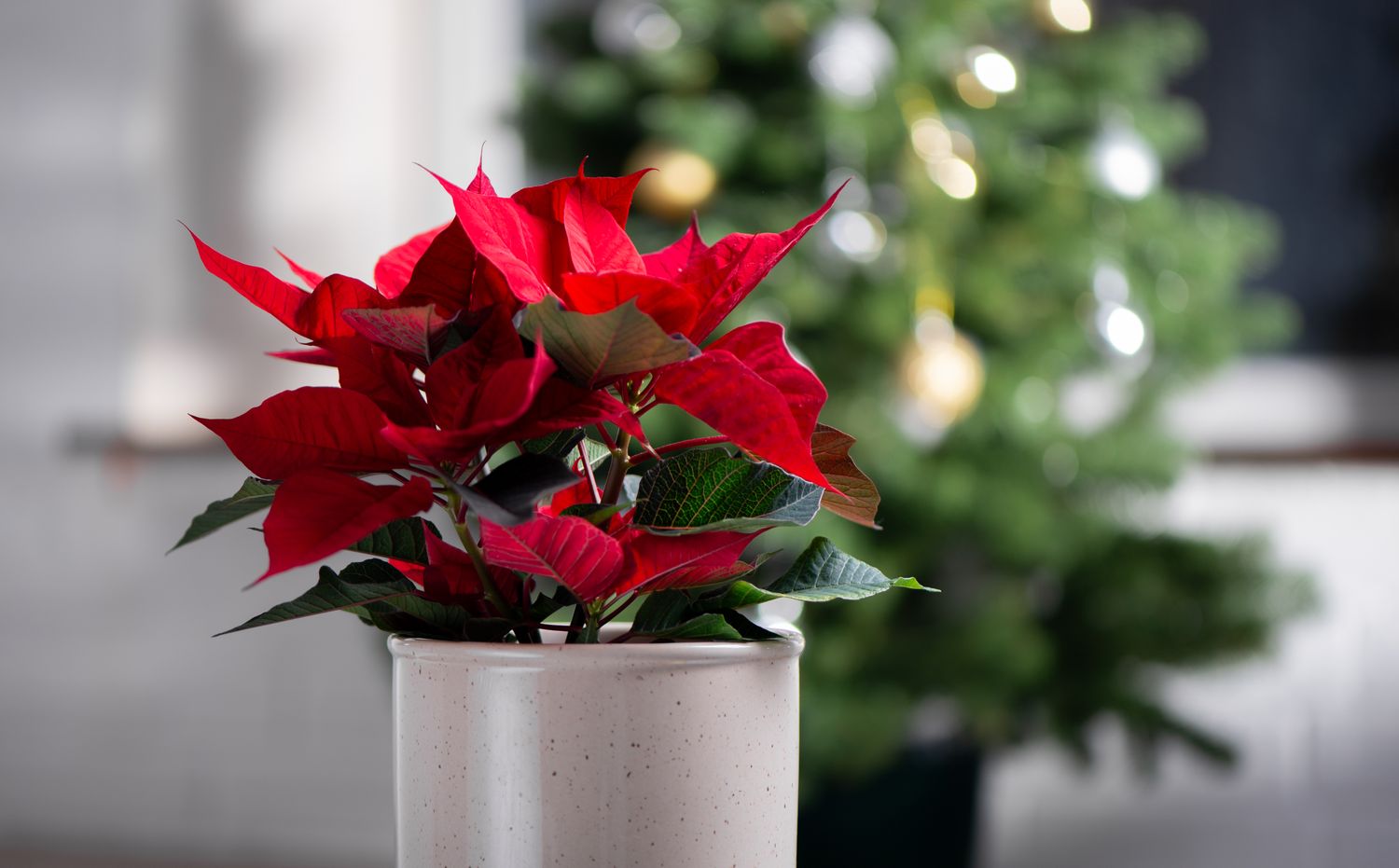 poinsettia plant