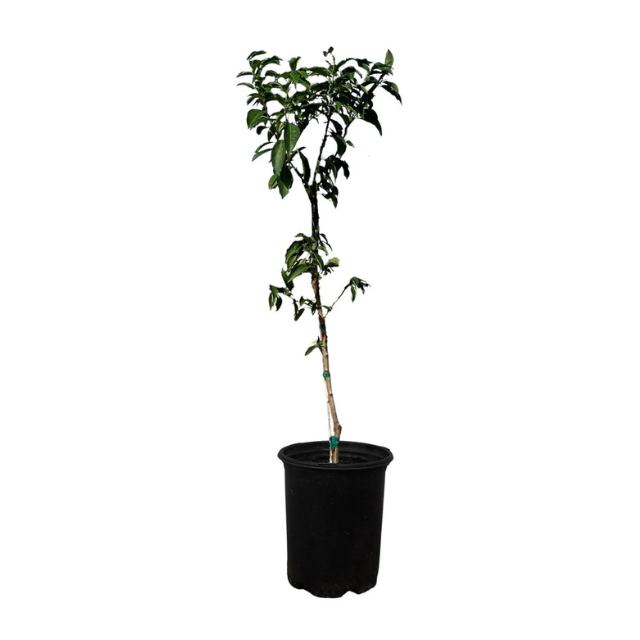 A young plant in a black pot