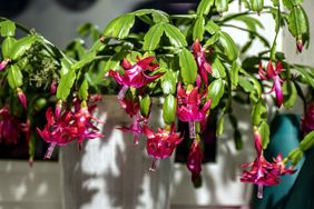 A blooming Christmas cactus in a white pot placed indoors
