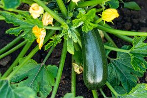 zucchini and zucchini flowers growing in a garden