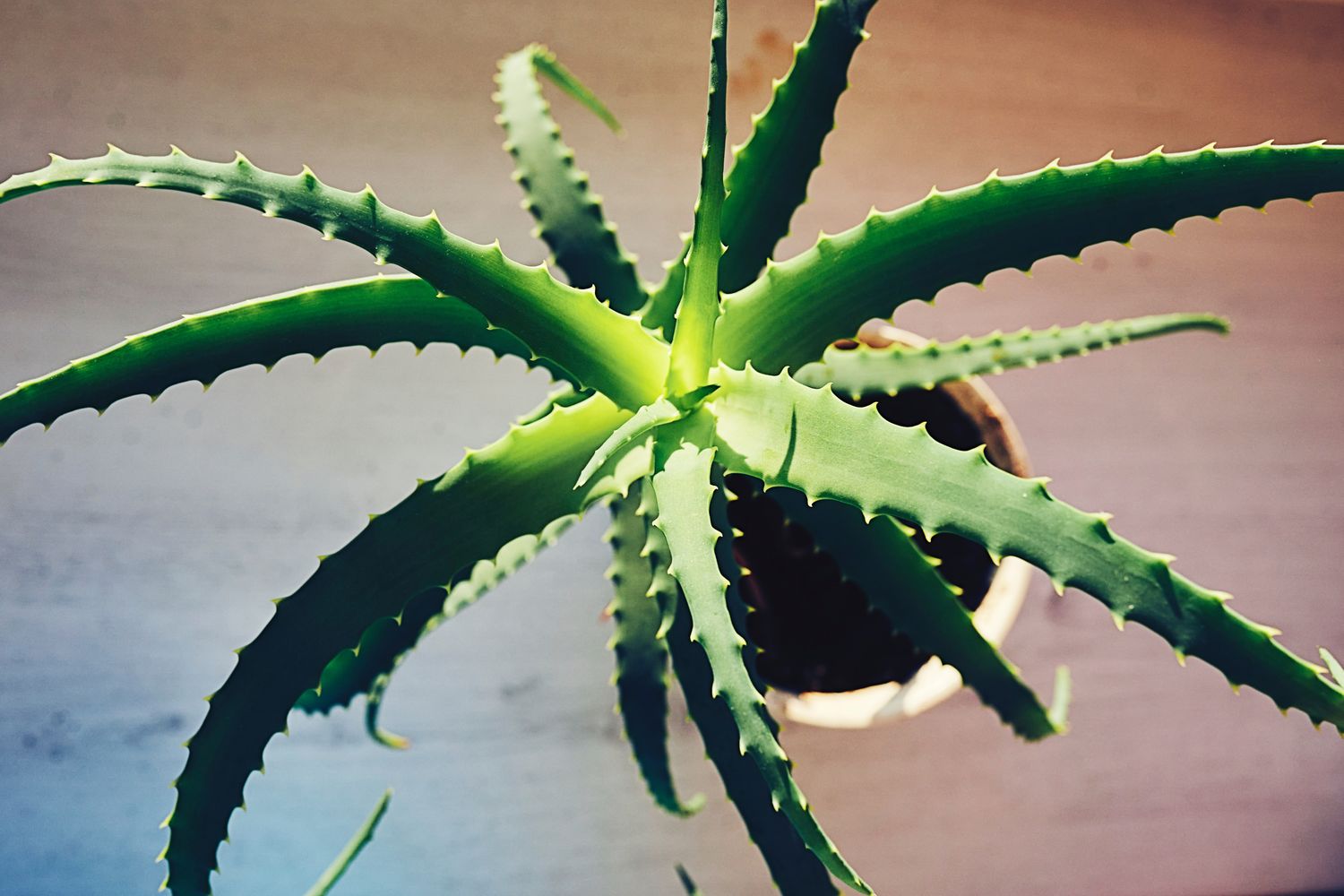 A top view of a potted aloe vera plant with spreading spiked leaves