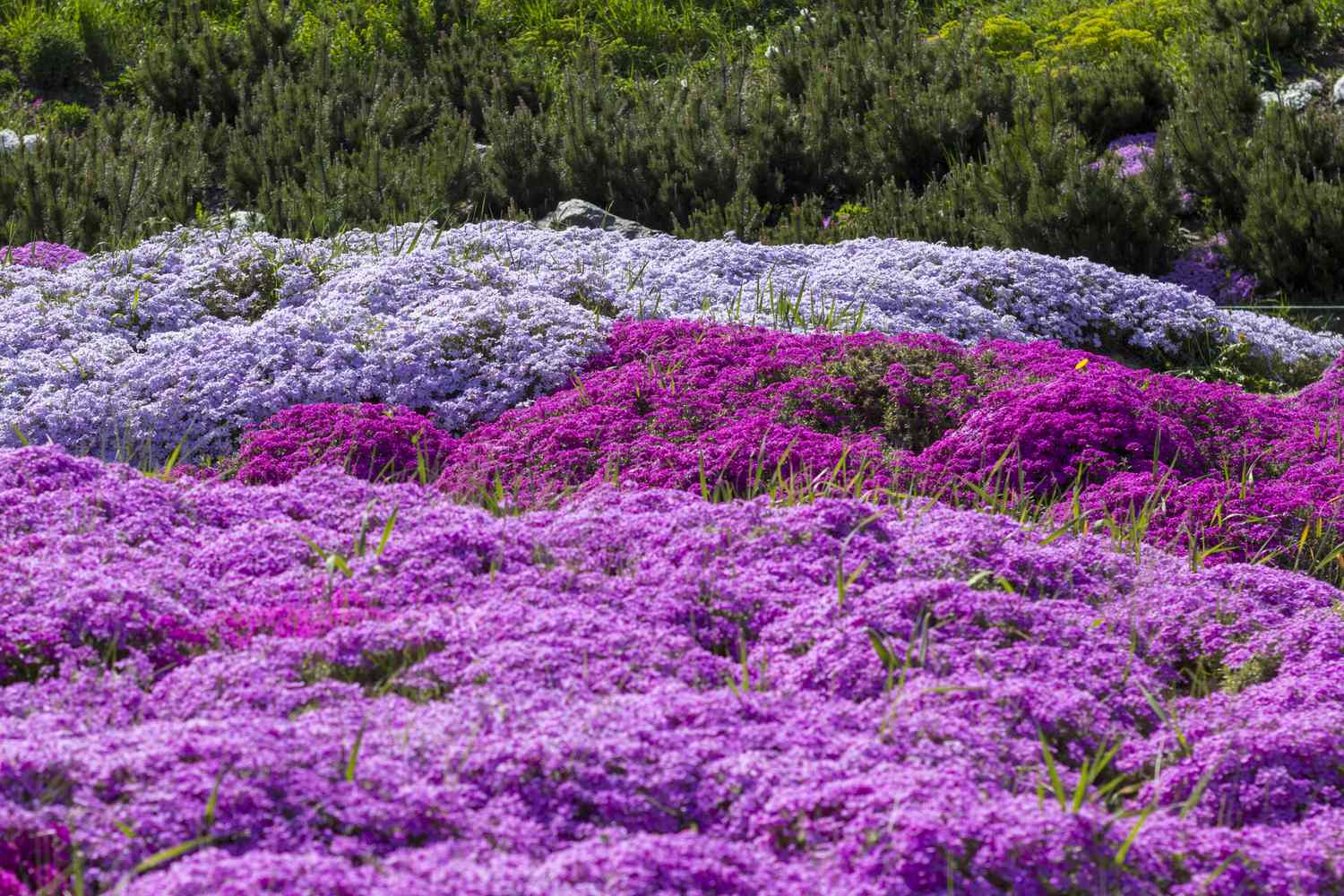 A field of vibrant flowers covering the ground with various shades