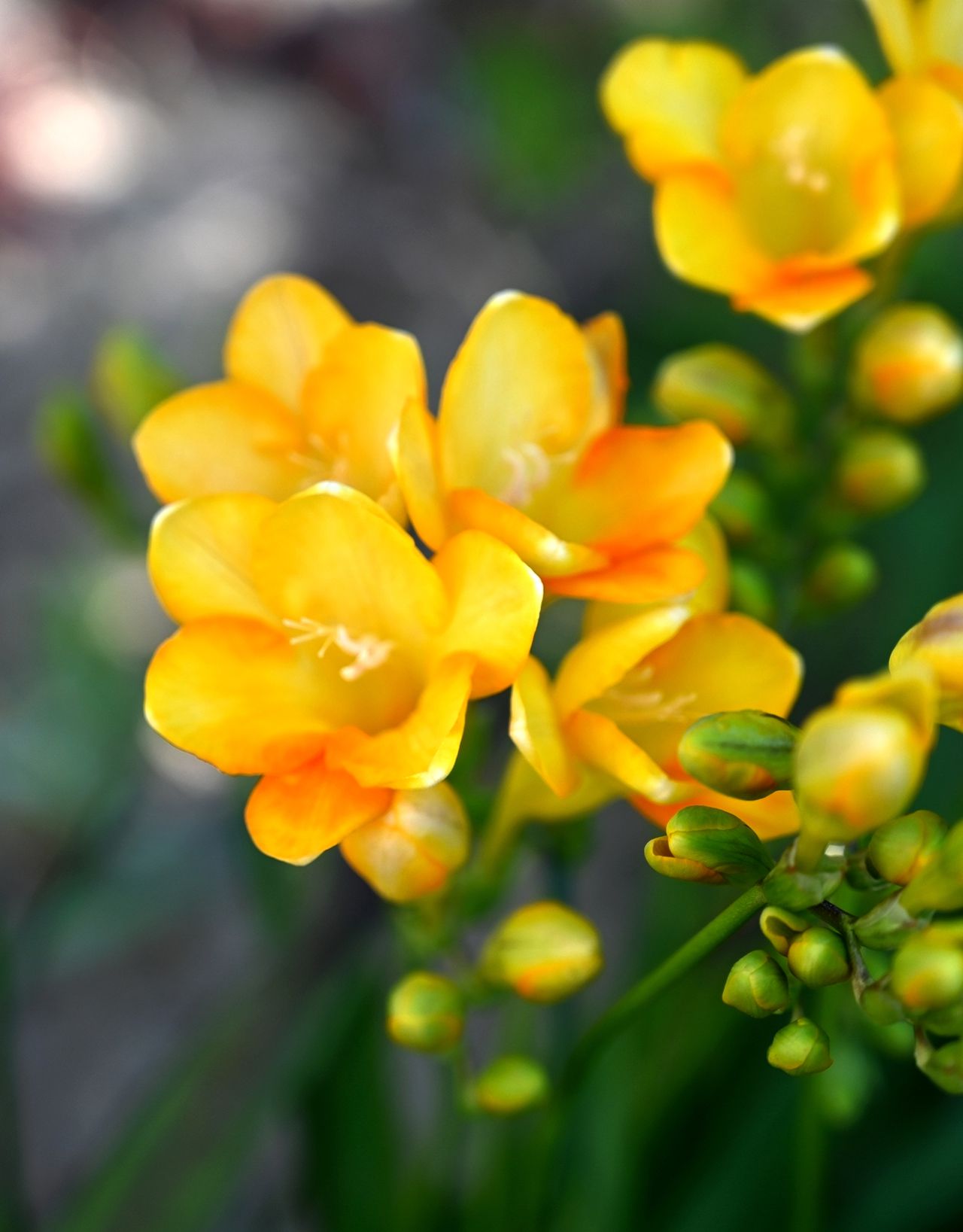 Freesia bell shaped flowers
