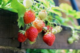 strawberries growing over a wooden fence