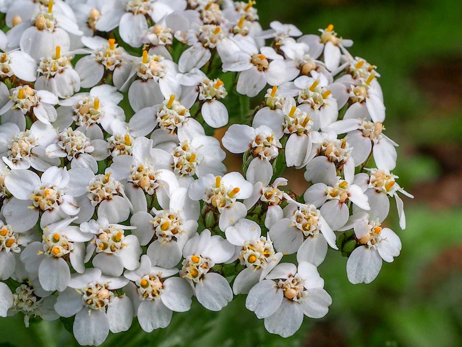 Cluster of small white flowers in full bloom