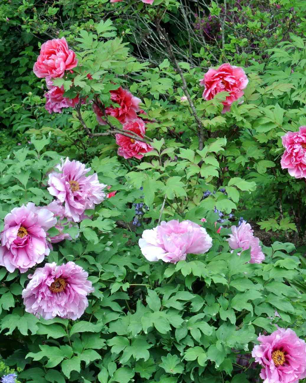 tree-peony-27-052915.jpg