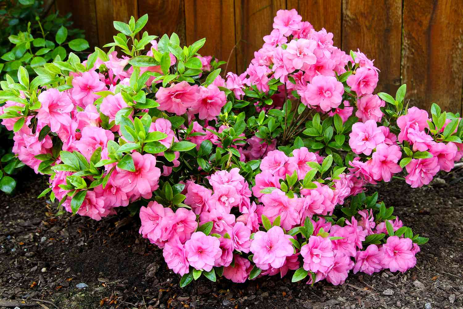 azalea bush in garden