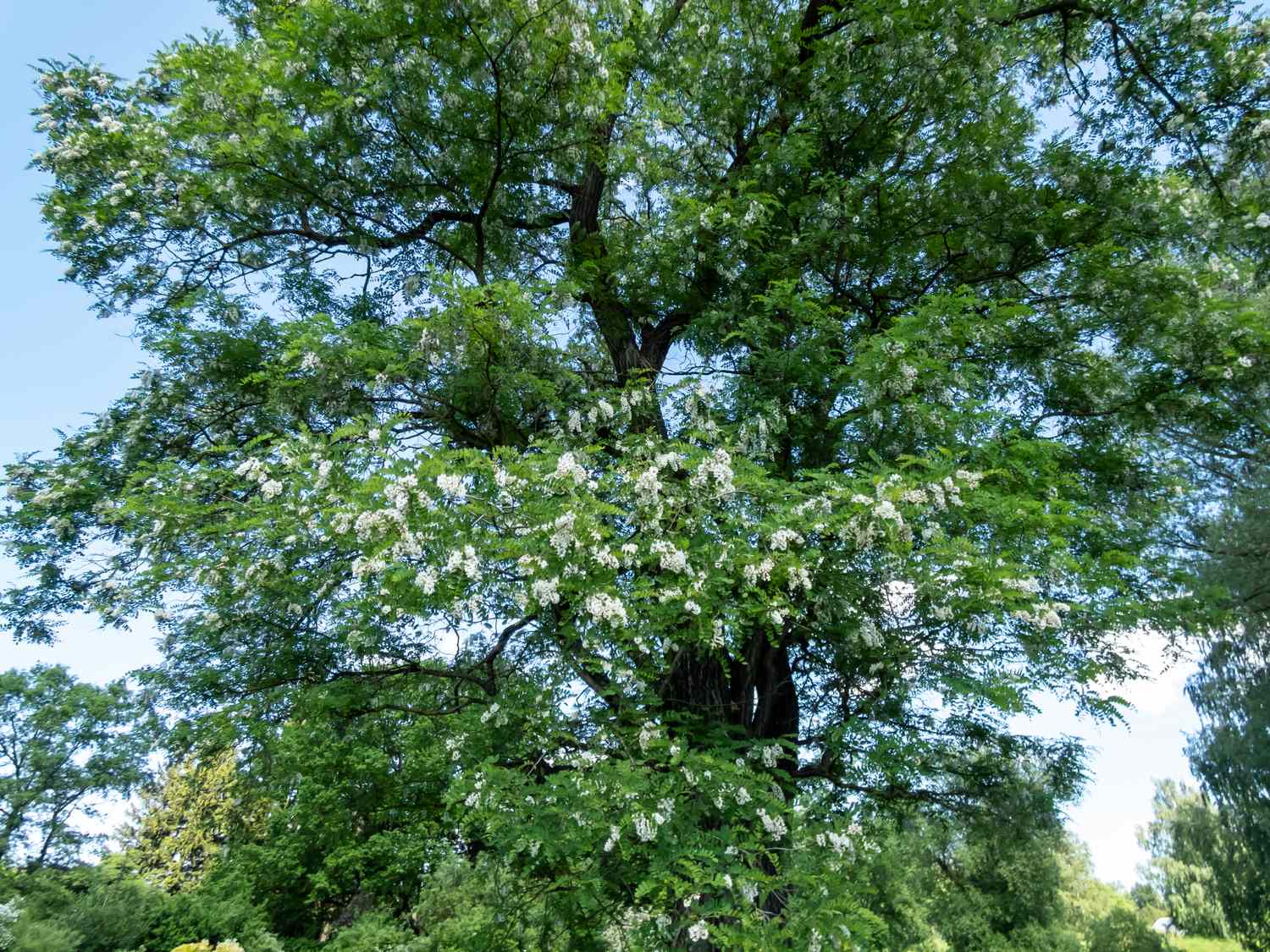 A flowering tree in a park setting