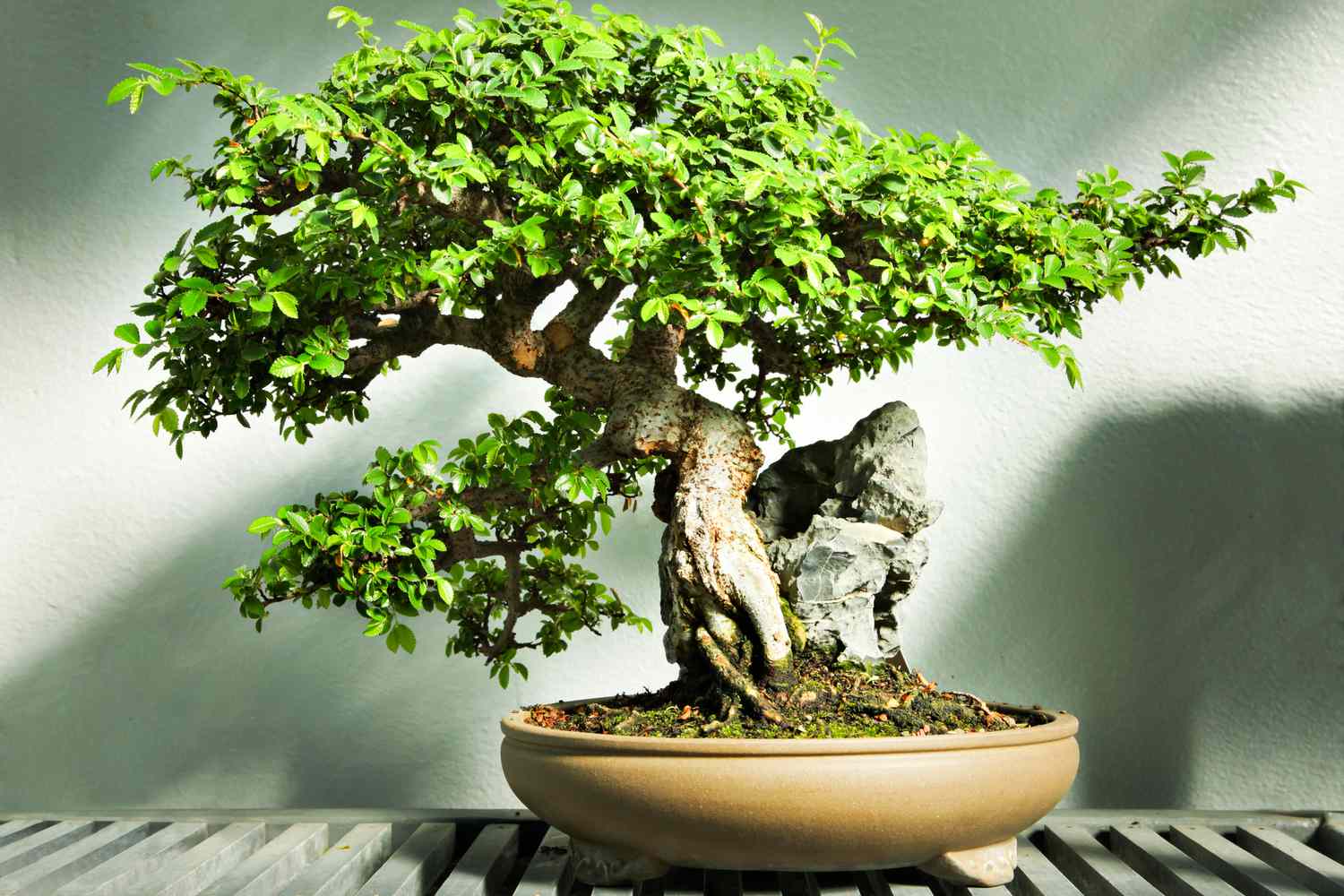 Chinese Elm