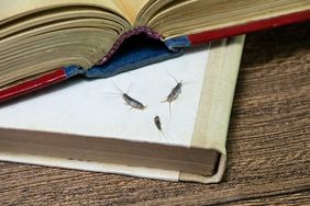 Insects on an open and a closed book on a wooden surface