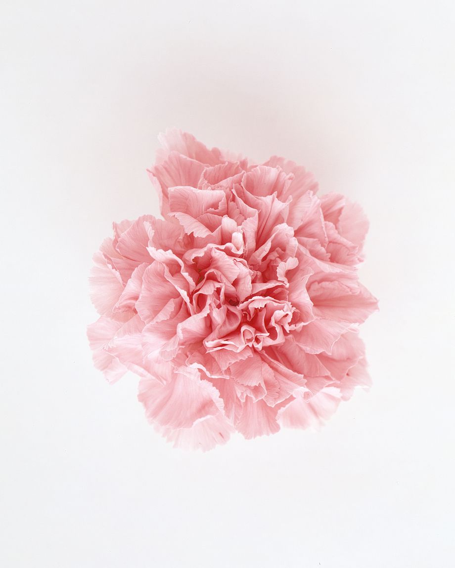 flower-glossary-carnation-pink-a98432-0415.jpg