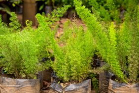 Potted plants with lush foliage arranged in soil bags