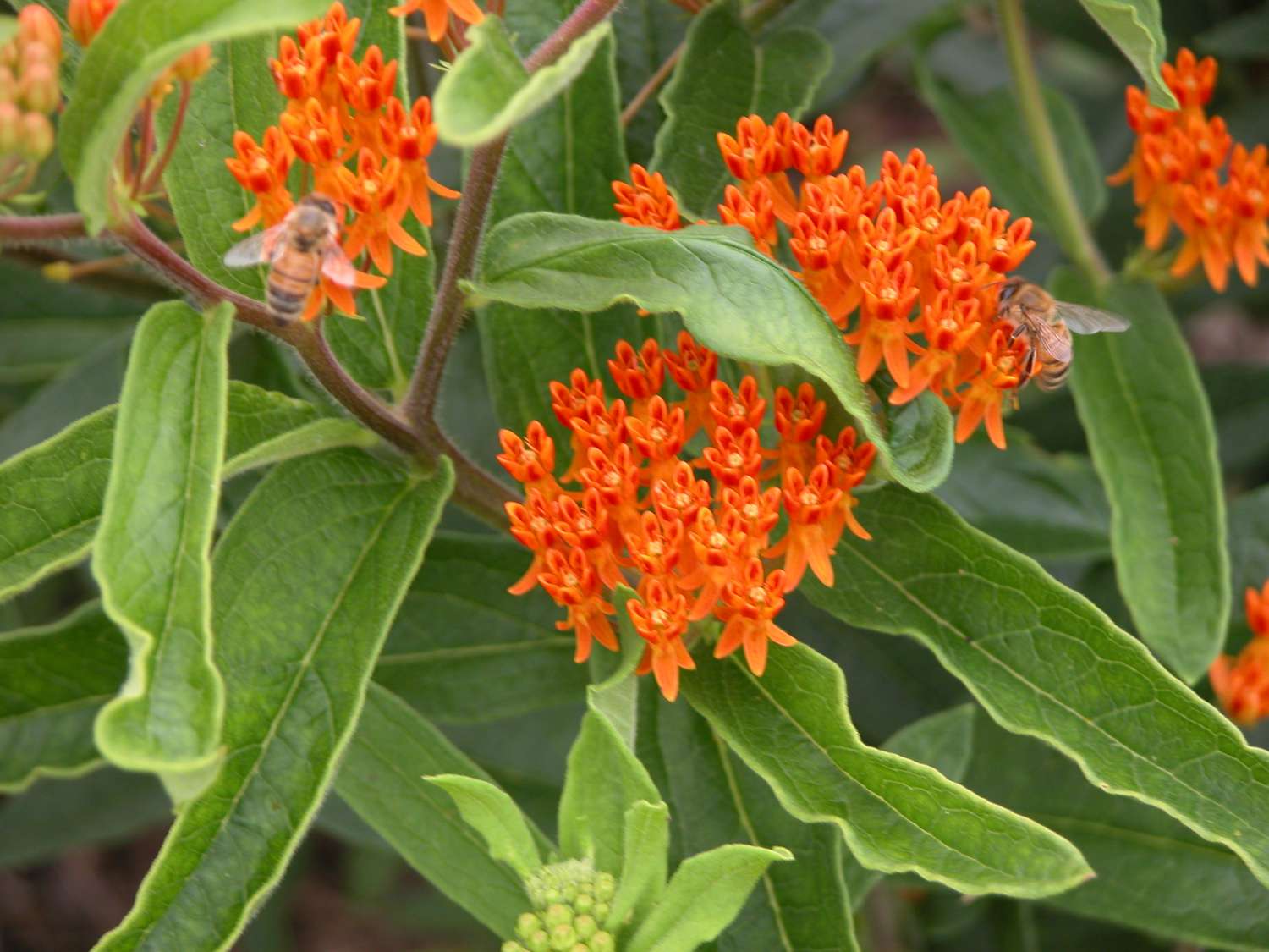 Bees on Butterfly Weed