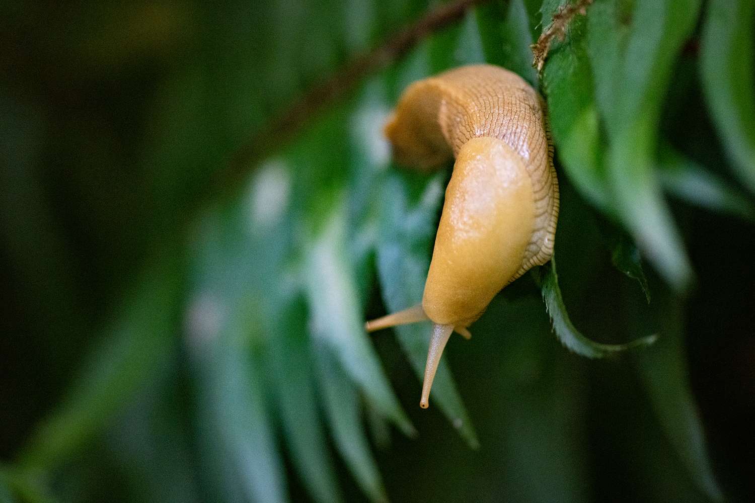 A closeup view of a slug on green foliage