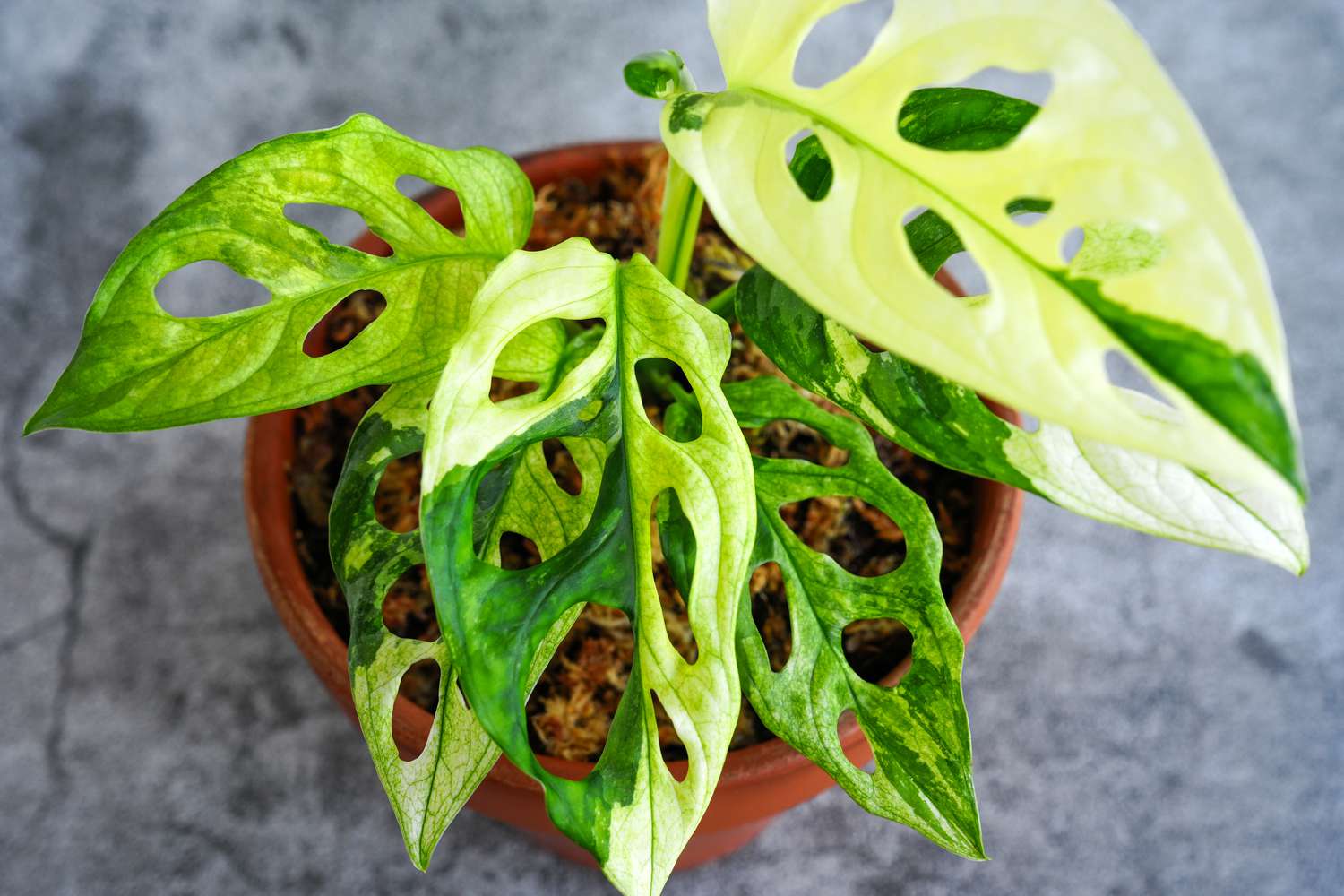 Little Swiss Monstera