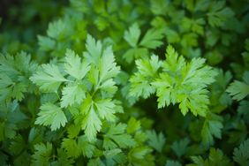 Close-up of parsley plant leaves