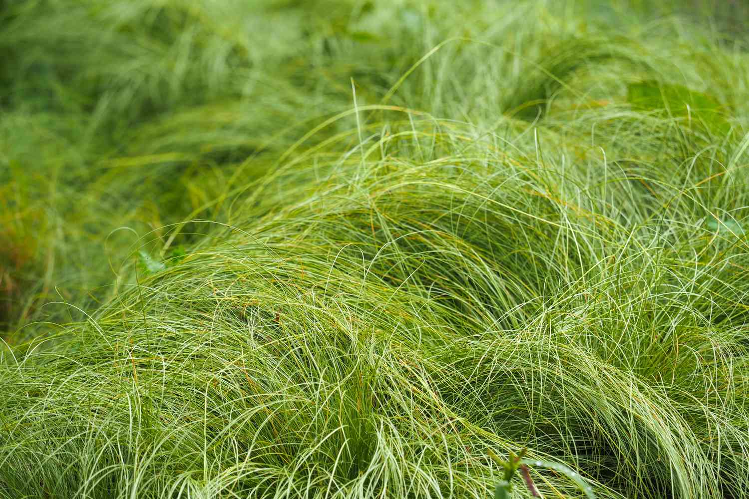 carex lawn
