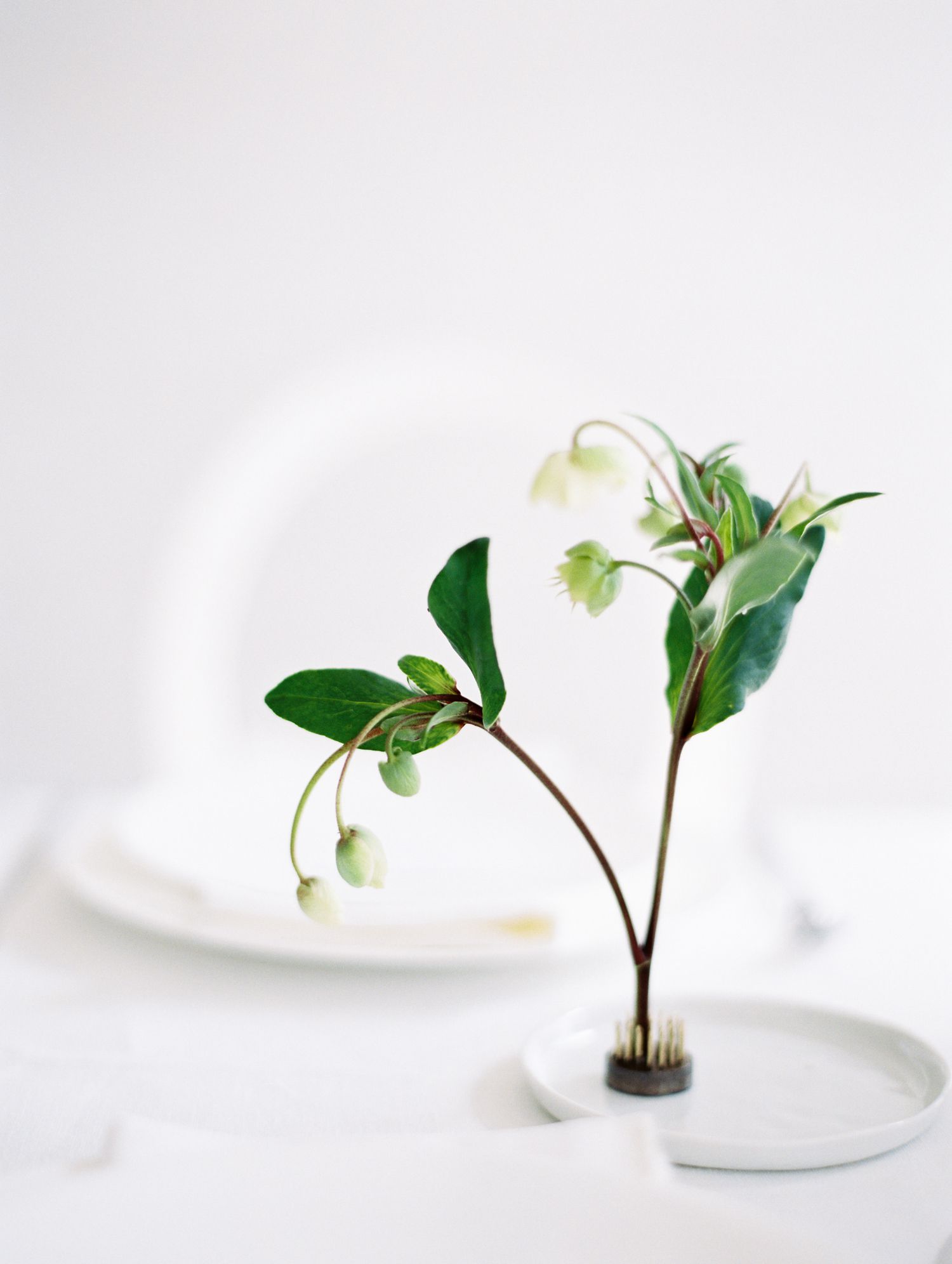 minimal sprig displayed using flower frog