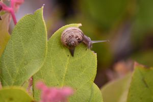 snail eating a leaf