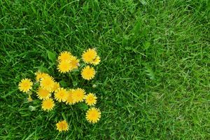Dandelion weed
