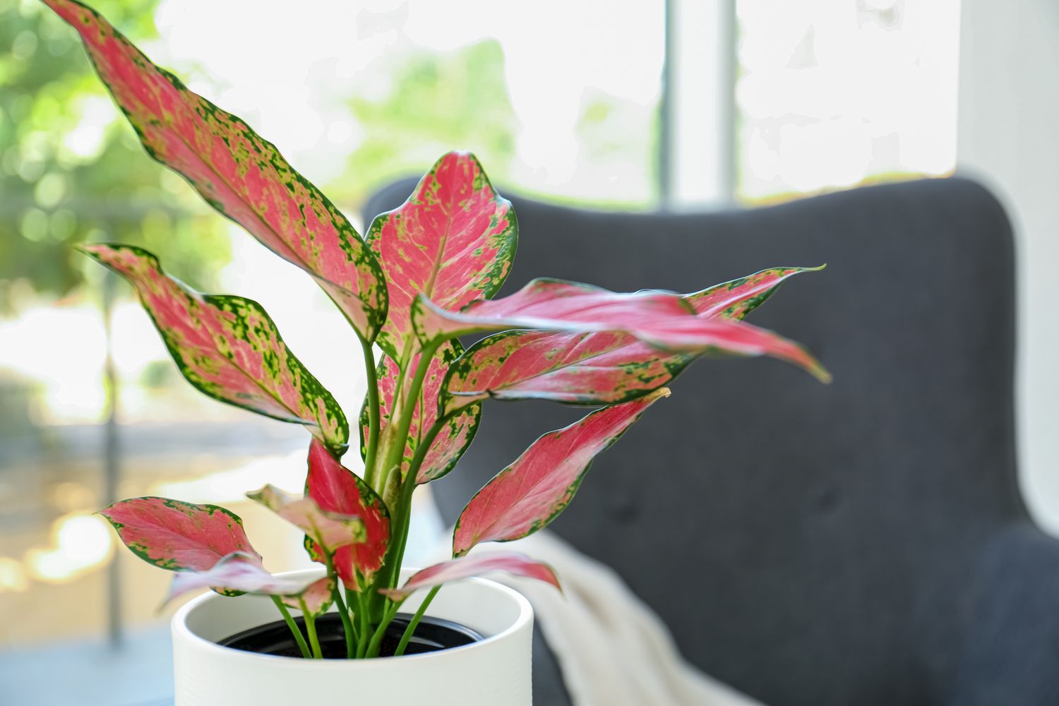 chinese evergreen plant