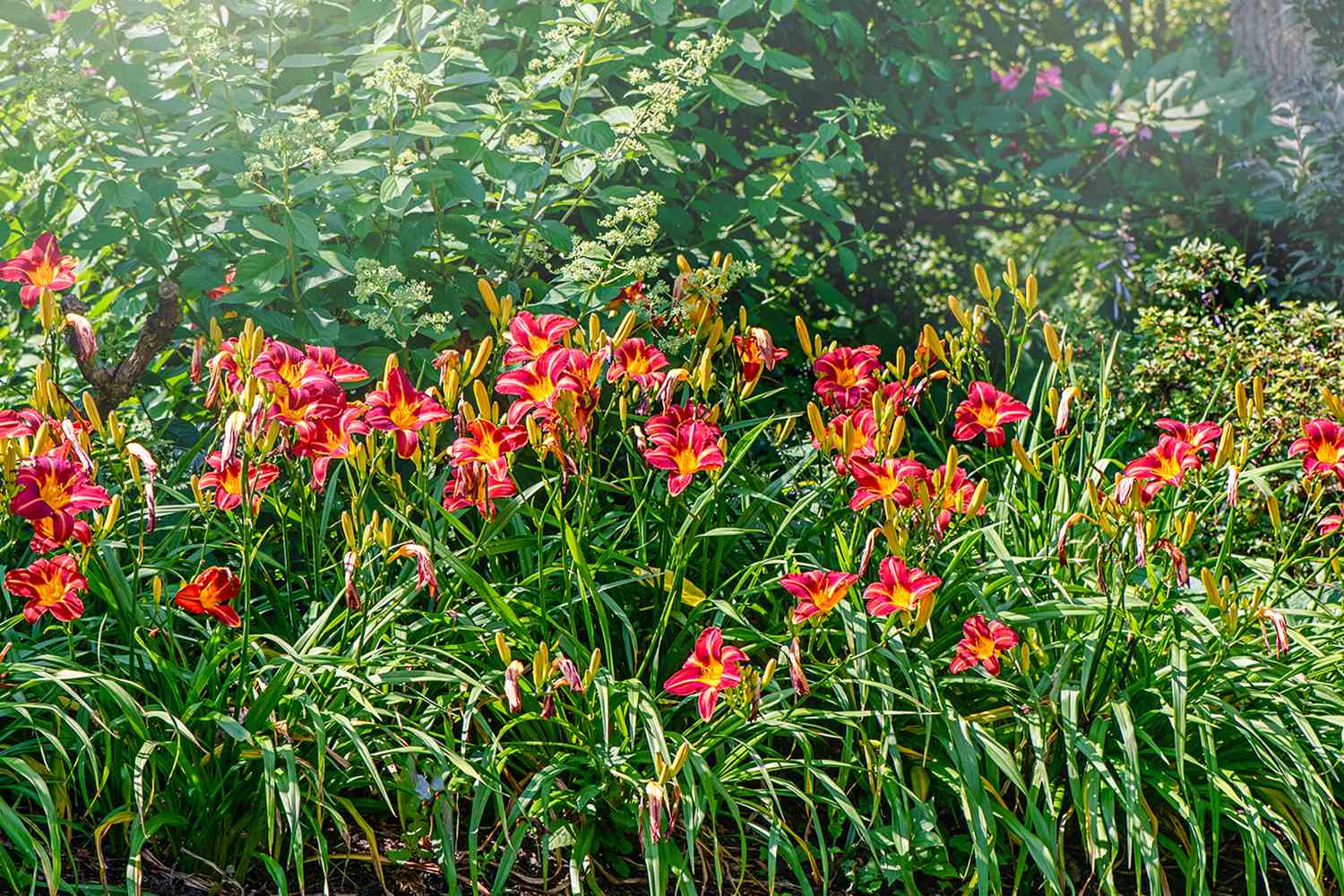 Day lilies growing in the sun
