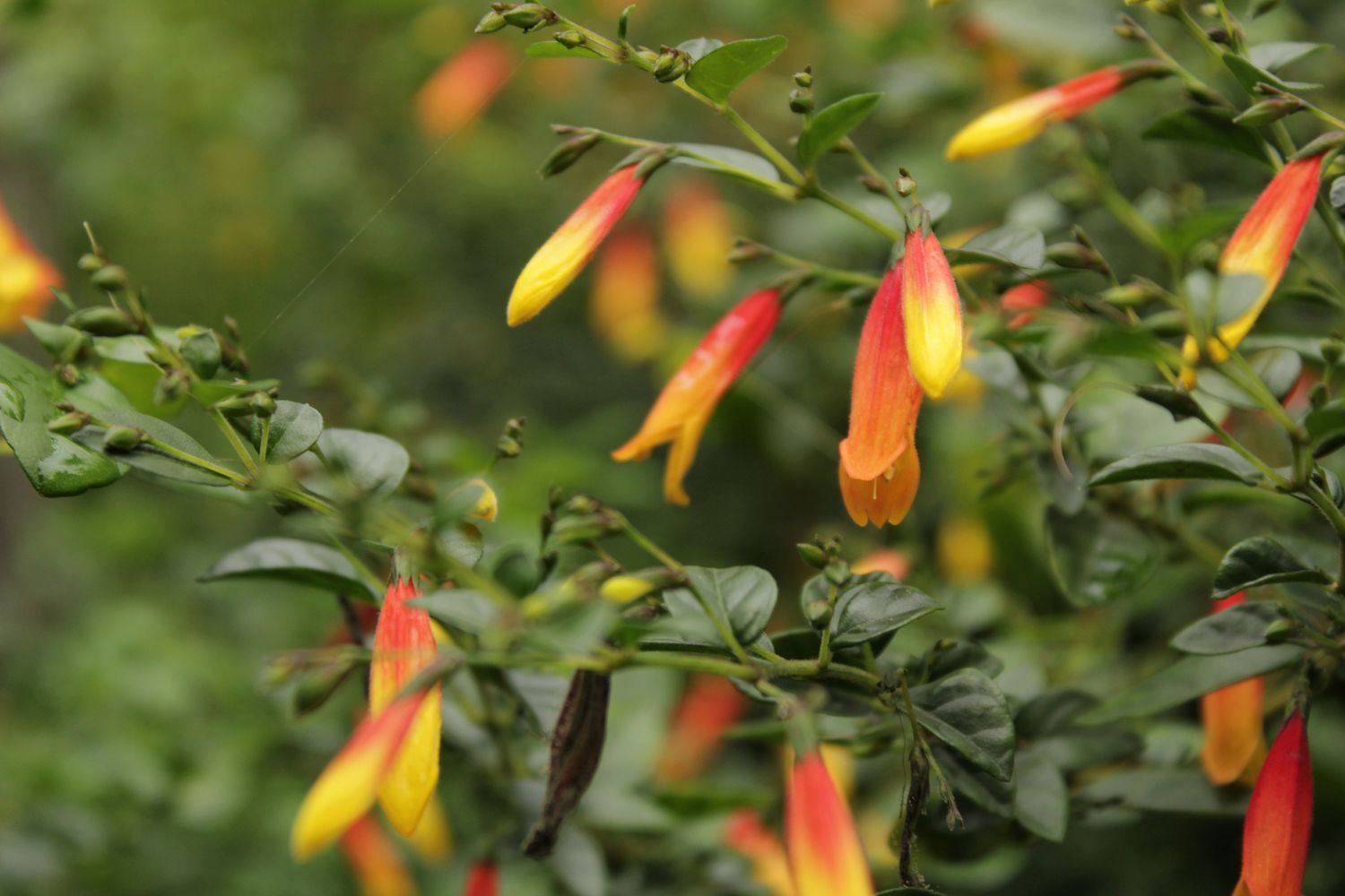 Candy Corn Plant, Cuphea Micropetala