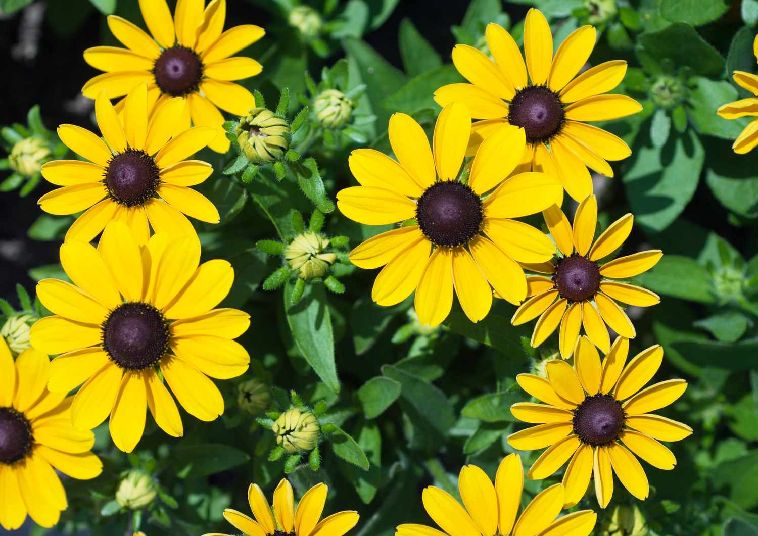 Black eyed susans
