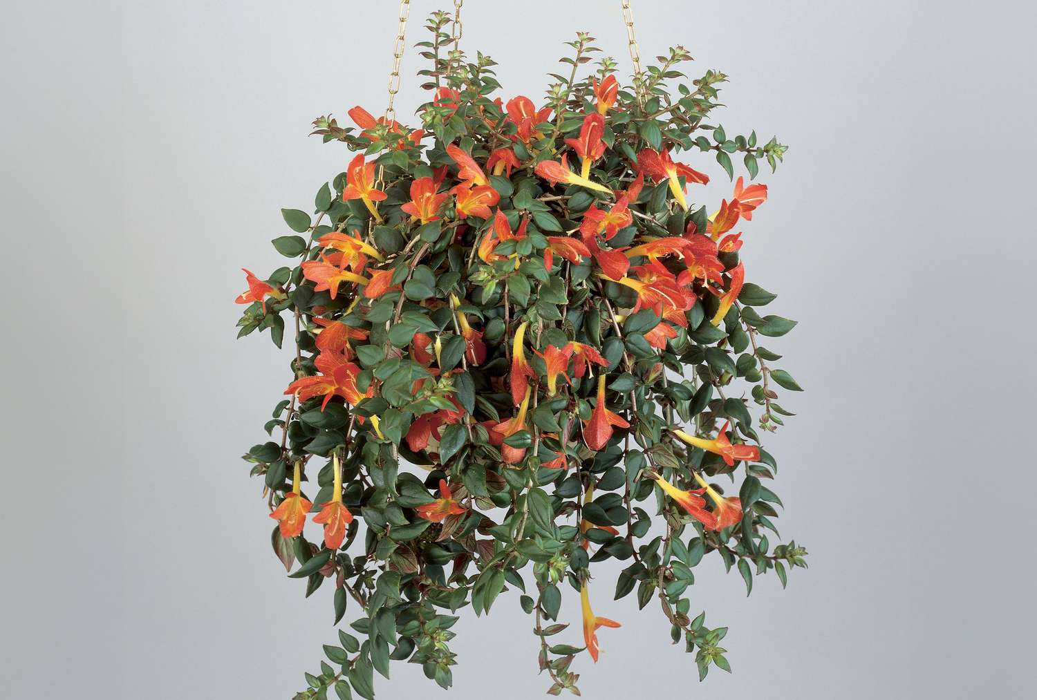 Goldfish plant