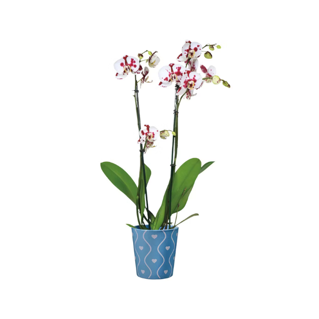 A potted orchid plant with flowers in a decorative blue container