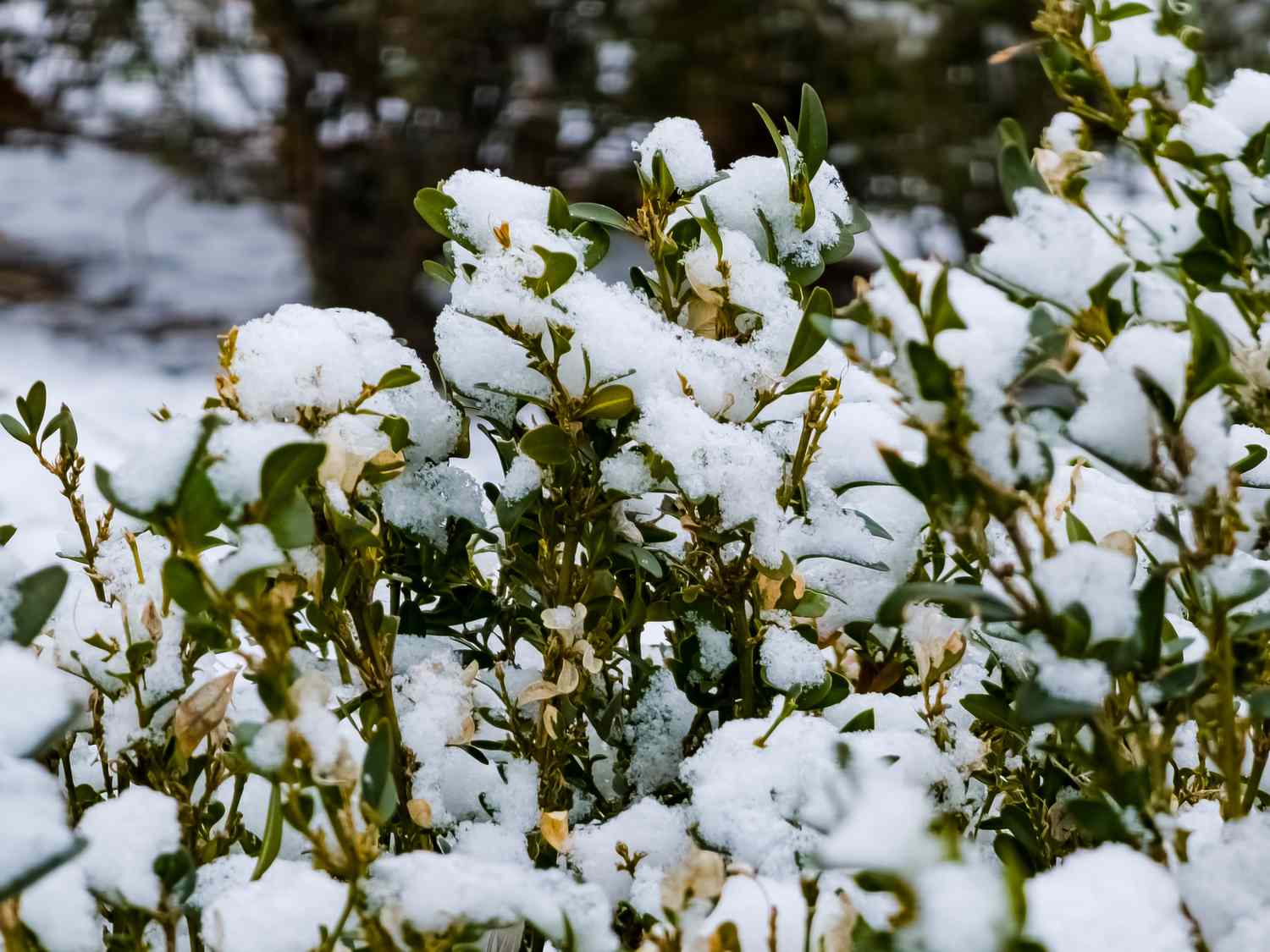 Snowcovered boxwood shrub in a natural setting