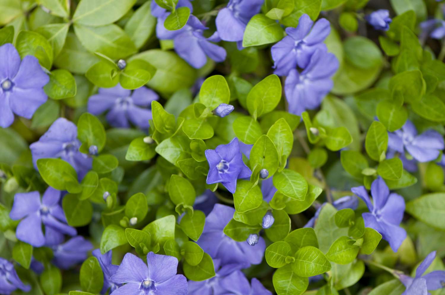vinca minor