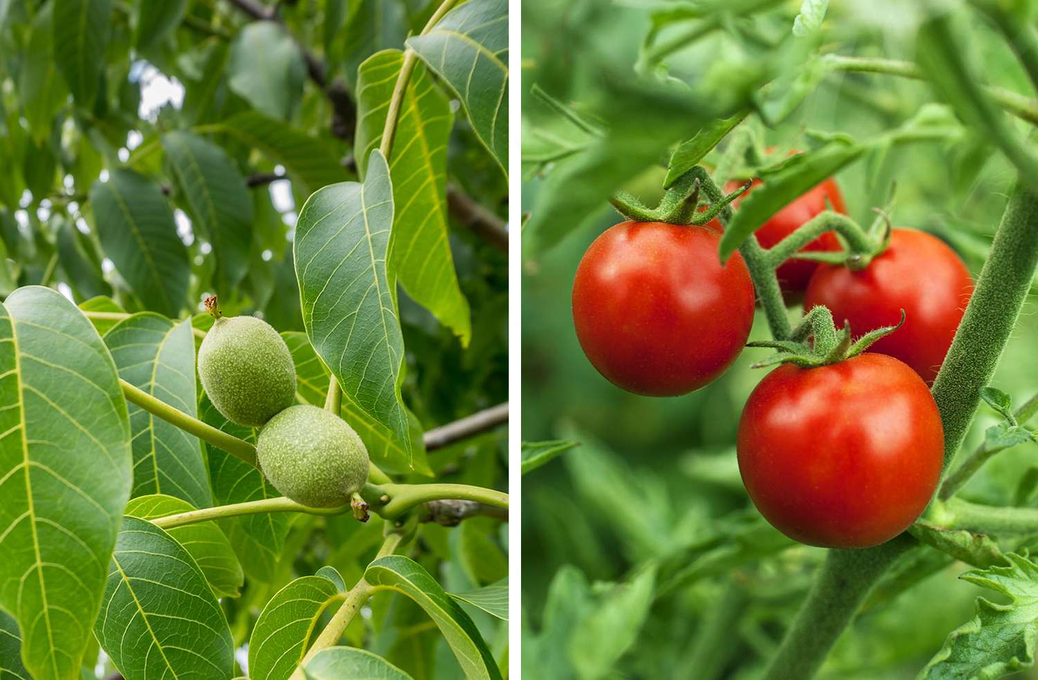 walnut tree and tomatoes