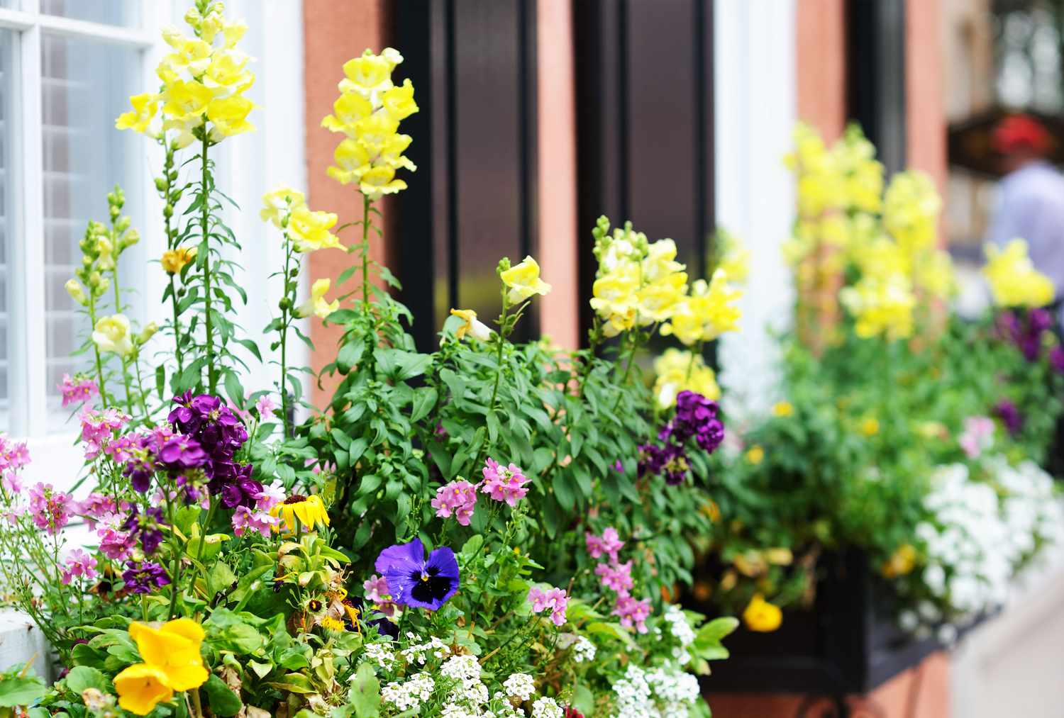 Window box with snapdragons, pansies, alyssum 