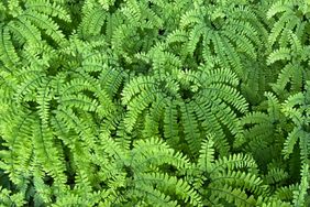 A pattern of green fern fronds