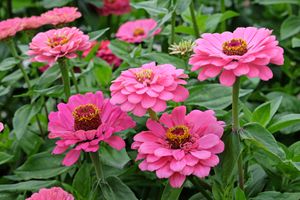 Close-up of blooming zinnia flowers in a garden setting