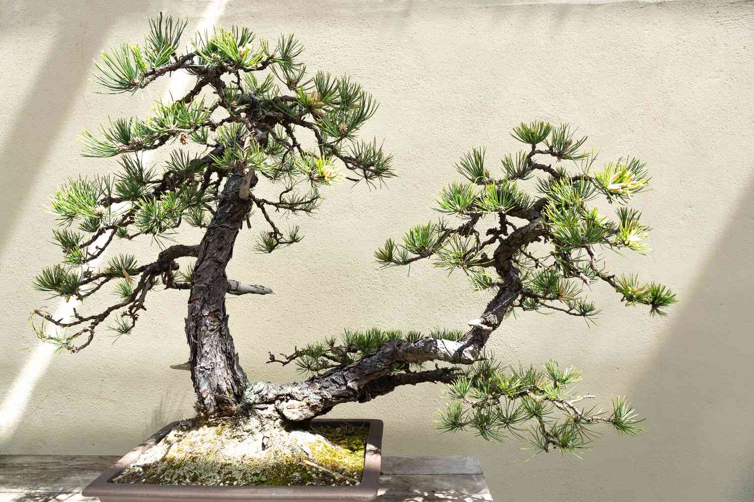 Pine tree bonsai