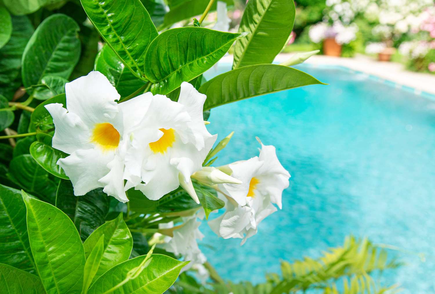 Flowers by the poolside