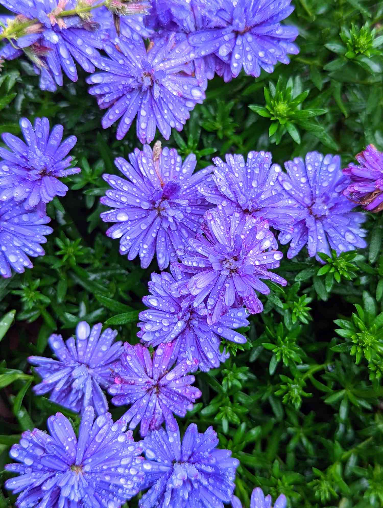 Asters