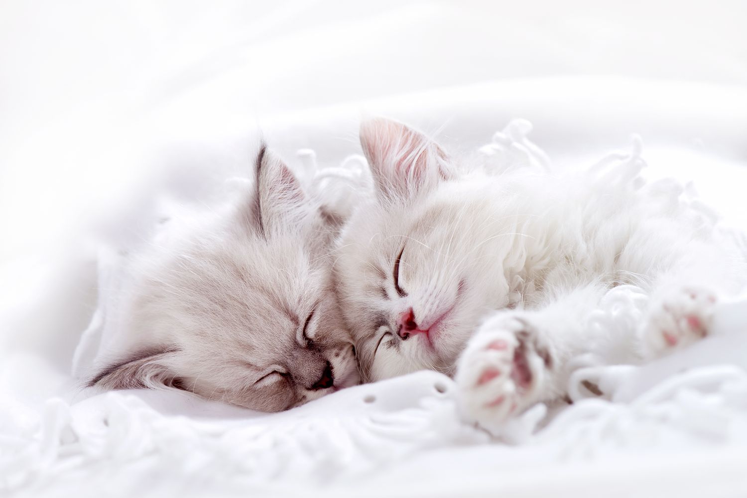 White Kittens Sleeping
