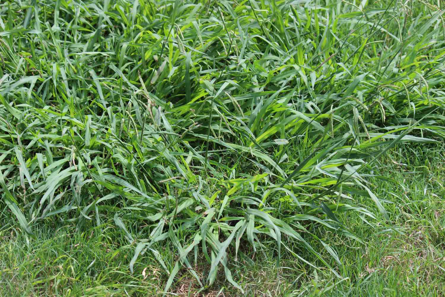 Crabgrass