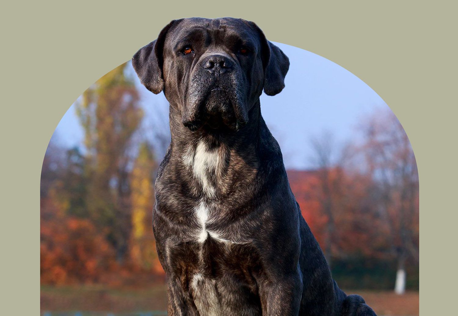 Cane Corso Dog
